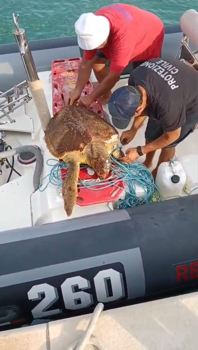 Ragusa, la Protezione civile salva una Caretta caretta