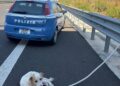 Modica, la polizia di Stato salva un cane in autostrada