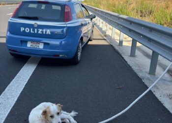 Modica, la polizia di Stato salva un cane in autostrada