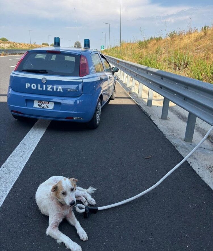Modica, la polizia di Stato salva un cane in autostrada
