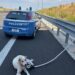Modica, la polizia di Stato salva un cane in autostrada