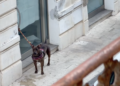 Vittoria, cane legato in via Cavour: mistero sul proprietario scomparso