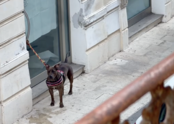 Vittoria, cane legato in via Cavour: mistero sul proprietario scomparso
