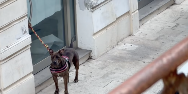 Vittoria, cane legato in via Cavour: mistero sul proprietario scomparso