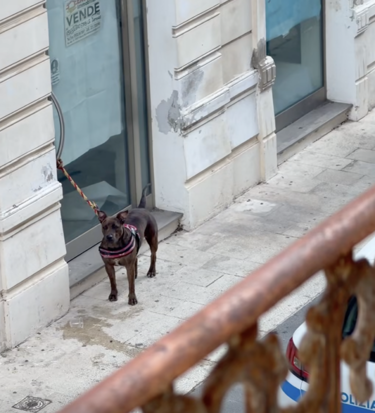 Vittoria, cane legato in via Cavour: mistero sul proprietario scomparso