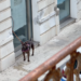 Vittoria, cane legato in via Cavour: mistero sul proprietario scomparso