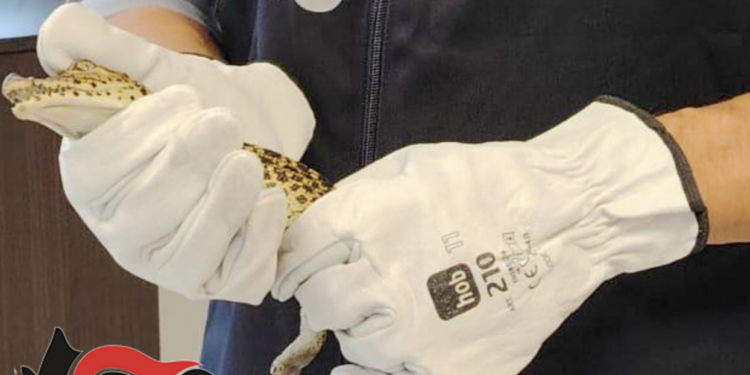 Santa Croce, in casa due coccodrilli: arrestato 53enne