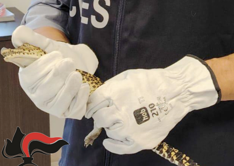 Santa Croce, in casa due coccodrilli: arrestato 53enne