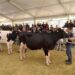 La zootecnia al centro della 51esima edizione della Fam