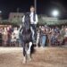 Spettacoli equestri protagonisti alla 51esima edizione della Fam