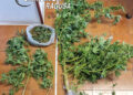 Chiaramonte, scoperta coltivazione di marijuana in serra: un arresto