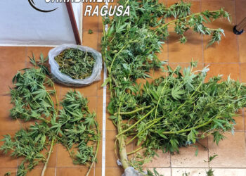 Chiaramonte, scoperta coltivazione di marijuana in serra: un arresto
