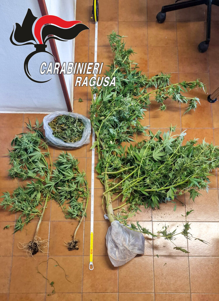 Chiaramonte, scoperta coltivazione di marijuana in serra: un arresto