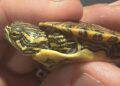 Pozzallo, sequestrati 377 animali esotici stipati in un’auto e diretti a Malta