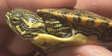 Pozzallo, sequestrati 377 animali esotici stipati in un’auto e diretti a Malta
