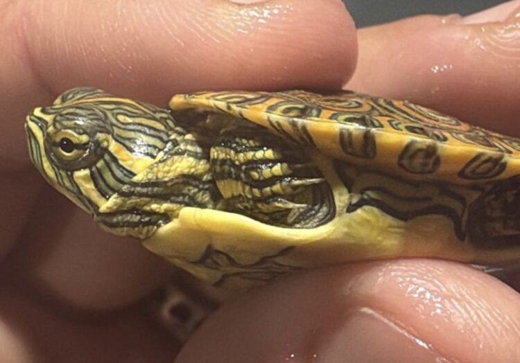 Pozzallo, sequestrati 377 animali esotici stipati in un’auto e diretti a Malta