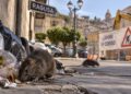 Ragusa, aumenta la presenza dei ratti sul territorio cittadino