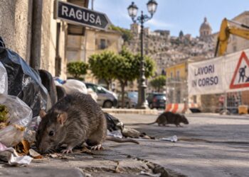 Ragusa, aumenta la presenza dei ratti sul territorio cittadino