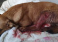 Vittoria, bracconieri entrano in una proprietà privata e sparano al cane