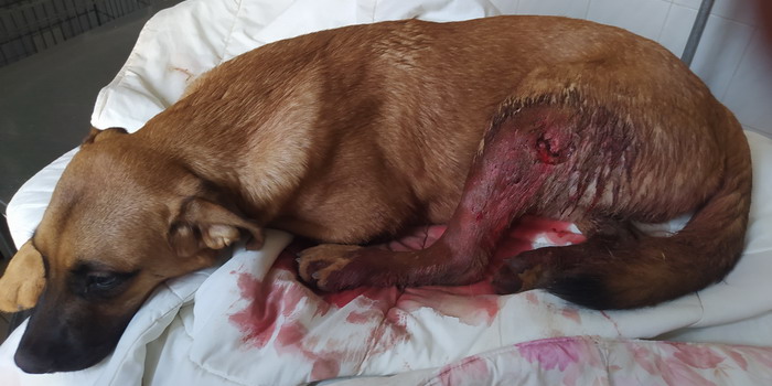 Vittoria, bracconieri entrano in una proprietà privata e sparano al cane